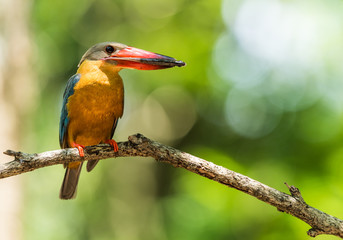 Stork-billed Kingfisher perched on dry branches and eating fish