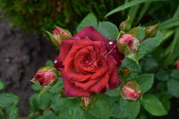 red rose in raindrops