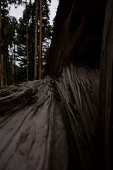 朽ちた木と成木