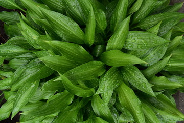 Obraz premium The leaves of plants in drops of rain