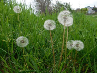  dandelions with seeds grow in summer