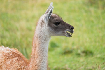 Obraz premium Llama (Llama glama) side portrait in the natural environment. Chile