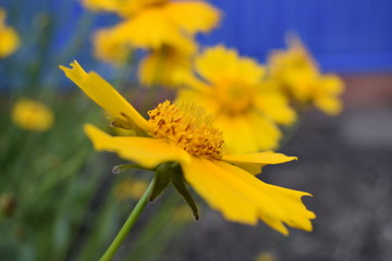 Yellow Daisy flower