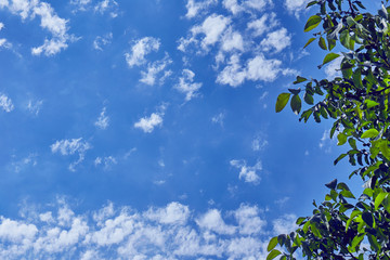 Tree with green leaves against a blue sky with white clouds