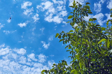 Tree with green leaves against a blue sky with white clouds