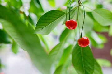 Two fresh juicy ripe cherries on a branch outdoors close-up macro with copy space. Beautiful cherry on a light green natural summer background