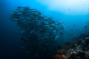 Fototapeta na wymiar Big school of fish swim in the sea. Philippines