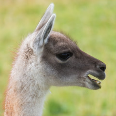 Obraz premium Llama (Llama glama) portrait in the wild. Chile