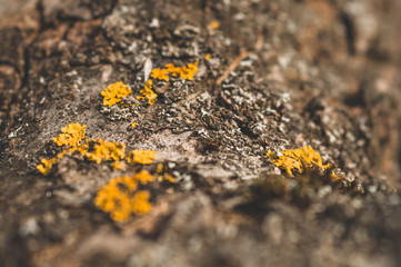 Pattern of lichen moss and fungus growing on a bark of a tree in forest. 