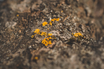 Pattern of lichen moss and fungus growing on a bark of a tree in forest. 