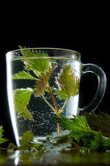 Cup of medicinal nettle tea with nettle leaves and water dust on black background