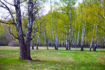 Naklejka premium Birch grove. Forest on a sunny day.