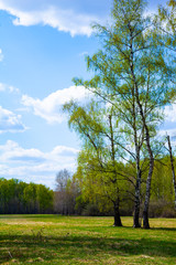 Birch grove. Forest on a sunny day.