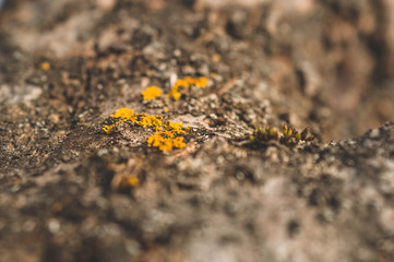 Pattern of lichen moss and fungus growing on a bark of a tree in forest. 