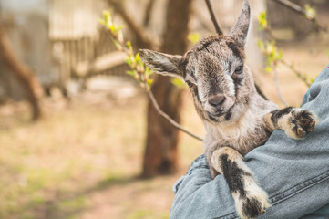 Fototapeta na wymiar Happy teen girl holding a goat in her arms