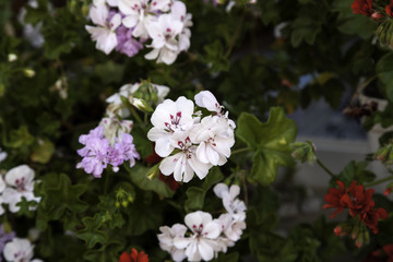 Flowers in the garden