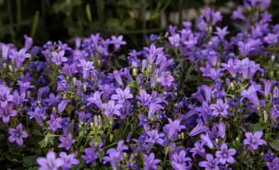 Obraz premium Flowers in the garden
