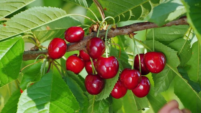 Hand tearing ripe cherry berries off a branch