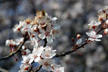 Spring blossom. Appletree