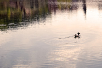 duck in the pondlonely duck swim in the pond at sunset. summer evening wild nature Landscape. soft focus
