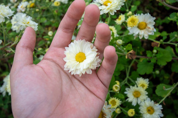 .  The flower garden, a girl holding bouquet of Chrysanthemum flowers.