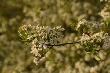 Spring bloom. Tree branch at sunset