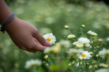   The flower garden, a girl holding bouquet of Chrysanthemum flowers.