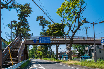 国道1号線　東海道松並木