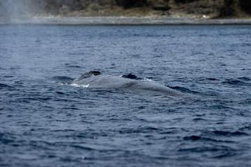 Obraz premium ザトウクジラ