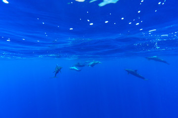 ミナミハンドウイルカ　小笠原