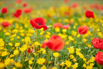 Springtime photo in a meadow with poppy flowers