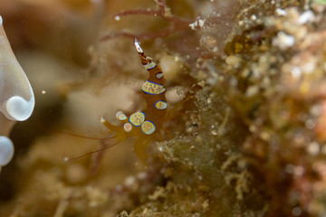 イソギンチャクモエビ　小笠原