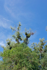 misteln im baum