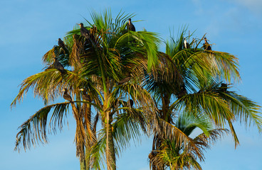 Fototapeta na wymiar Brown Booby (Sula leucogaster), Birds Island, Bocas del Toro Archipelago, Bocas del Toro Province, Panama, Central America, America