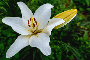 white flower lily. The symbol of 2020. Dew on flower petals