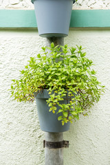 Mint in suspended pot.