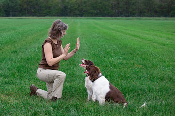 a woman is training her dogs. the dogs remain seated until command