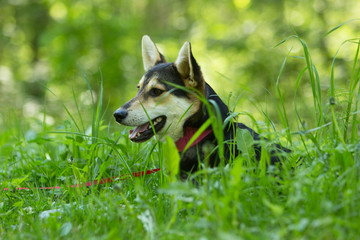 Portrait of a mongrel black and red dog in the green grass