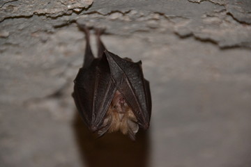 Chauve-souris dormant au plafond, avec ses ailes serrées