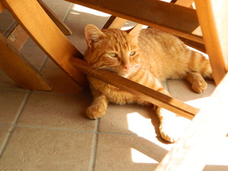Red Cat Relax