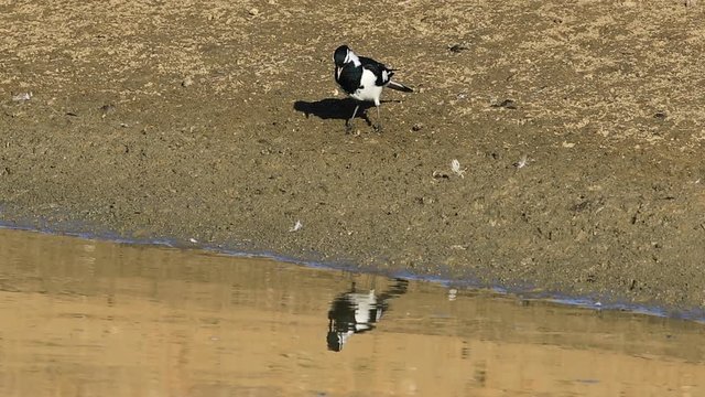 Australian Magpie-Lark, Grallina cyanoleuca, catching insects