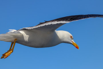 seagull in flight