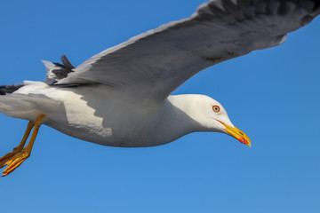 seagull in flight