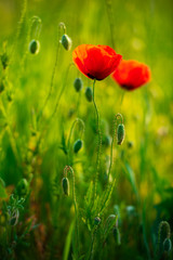 Wildflower Meadow with red Poppies, selective focus	