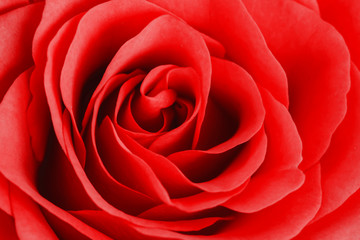 Abstract red rose flower closeup macro background.
