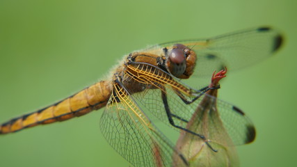 DRAGON-FLY