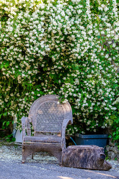 Rue du village de Provence, ancien chaise en rotin sous arbuste en fleurs blanches de Philadelphus (seringats). Esparron de Verdon. 