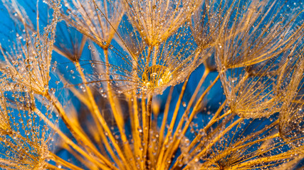 dandelion flower fragment as background