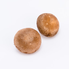 brown mushroom on white background