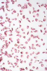 pink and red petals background / abstract aroma background, spa pink petals